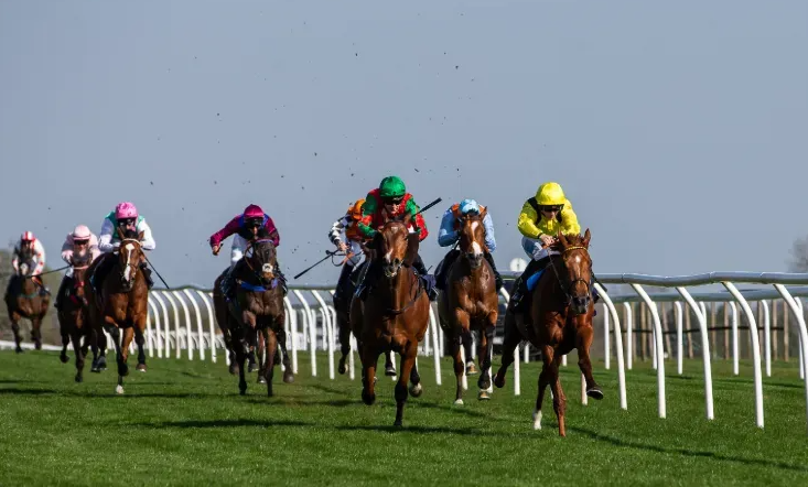 How Grooming Strengthens Horse–Human Bonds